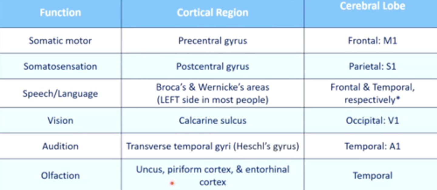 <p>cortical region:</p><p>transverse temporal gyri (Heschl's gyrus)</p><p>cerebral lobe: temporal (A1)</p>