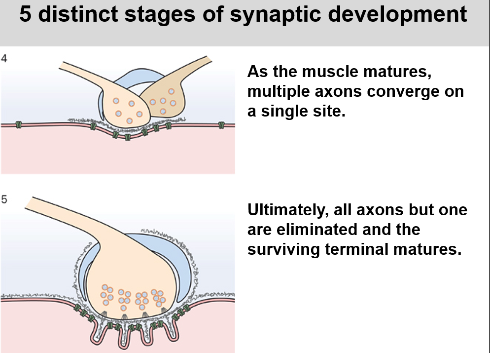 <p>There are multiple motor neurons competing </p><p></p><p>One wins out and the other motor neurons don’t die, they just innervate a different muscle</p><p></p><p>For the next 3-5 years these neuromuscular junction advance </p>
