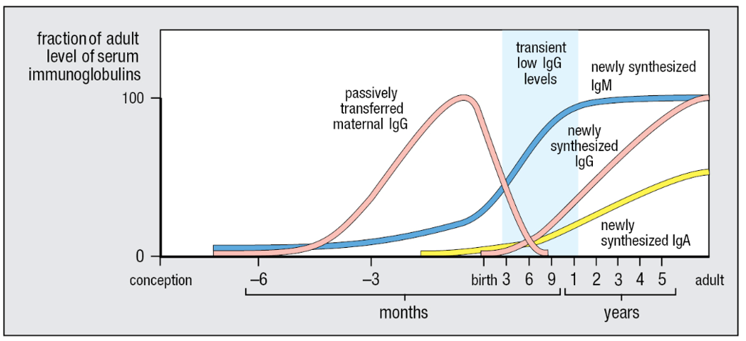 <p>Before birth, high levels of IgG are provided by the mother; after birth, maternally derived IgG declines. Although infants produce IgM before birth, the production of IgG antibodies does not begin for about 6 months. The concentration of IgG in the blood reaches a minimum within the first year and then gradually increases until adulthood.</p>