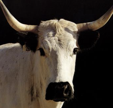 <p>-biggest source of infection is chronically infected animals:</p><p>-transmission also via ticks and iatrogenically (sharing needles)</p><p>incubation period is 10-30 days</p>