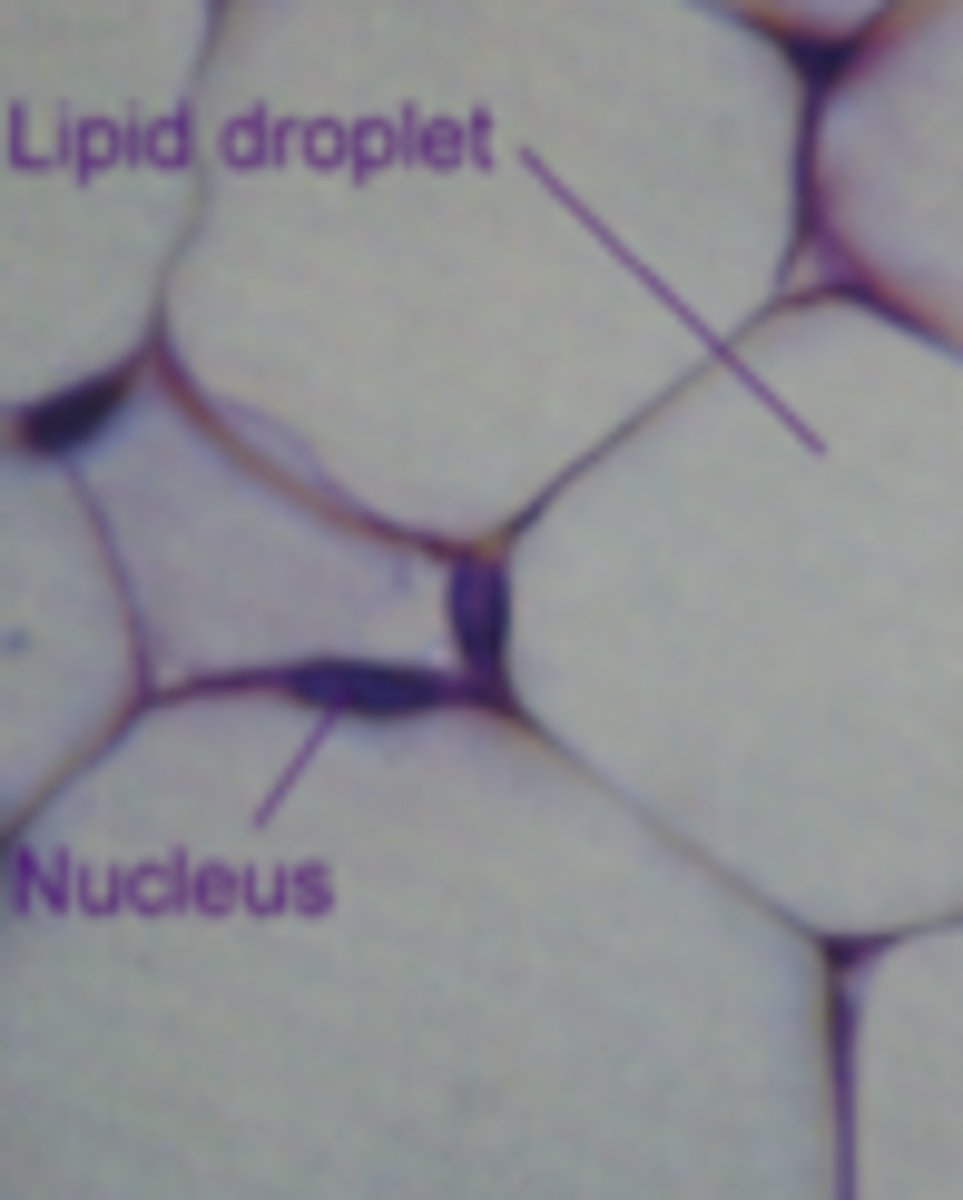 <p>What is this an image of?</p>