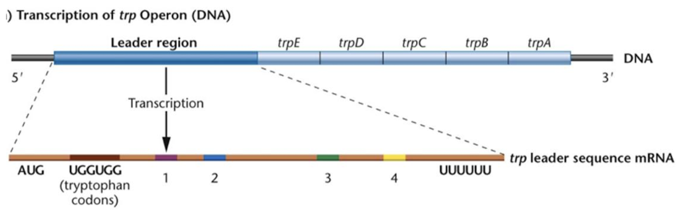 <p>The leader region at the 5’ end is transcribed first, and translation initiates within this region before the DNA polymerase begins to transcribe the five structural genes encoding the five enzymes needed to synthesize tryptophan. There are four regions within the leader that, when transcribed into mRNA, can participate in stem-loop structures for regulation by attenuation.</p>