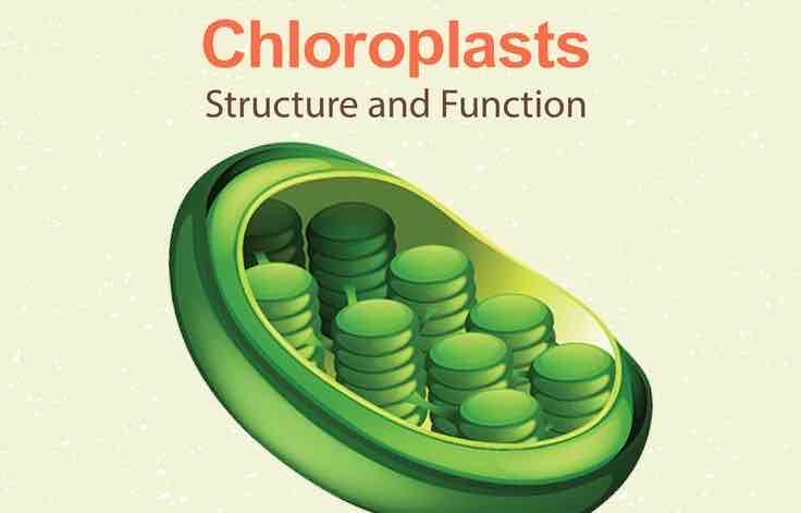 <p>found only in plant cells; trap energy from the Sun to make glucose, which is broken down in the mitochondria to power cell activities (animals must get glucose from the food they eat), contain chlorophyll (give leaf green color) </p>