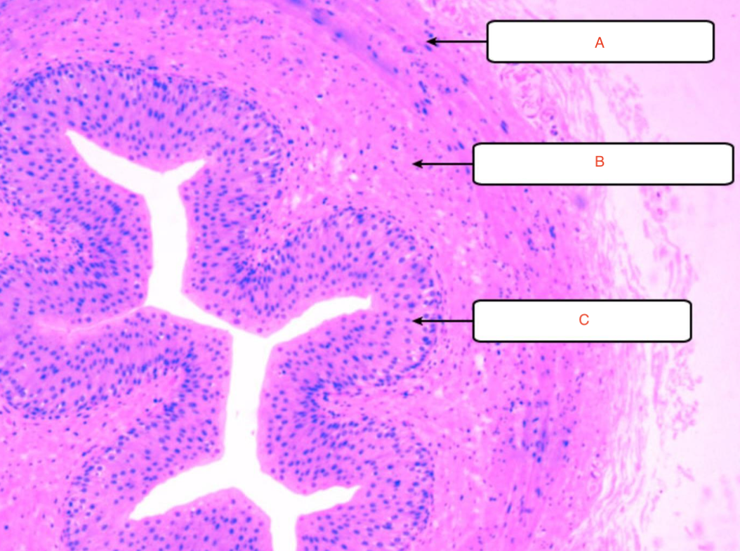 term image