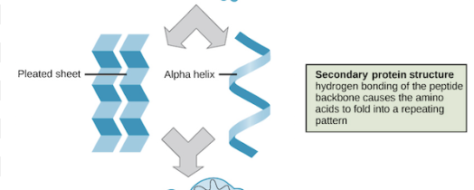 <p>Hydrogen bonds stabilize atoms on the polypeptide backbone </p><ul><li><p>alpha helix and beta pleated sheet  </p></li></ul><p></p>