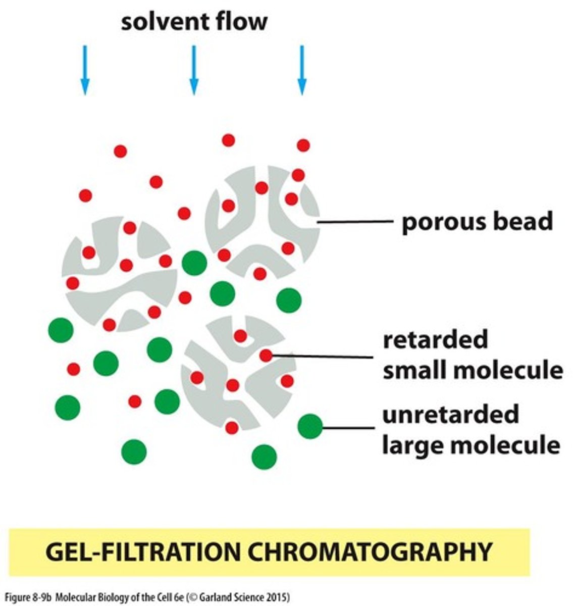 <p>Separation based on protein size.</p>