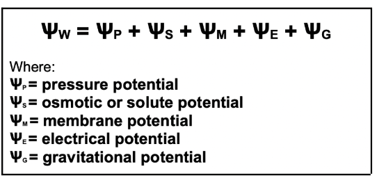 <p><span>Ѱs = </span>the more solute, the less the water potential; always negative</p><p><span>Ѱp = the more water flowing inside denotes higher pressure potential, thus higher Ѱw</span></p><p><span>Ѱm = the higher the membrane potential, the lesser the water potential</span></p><p><span>Ѱe and Ѱg can be ignored</span></p>