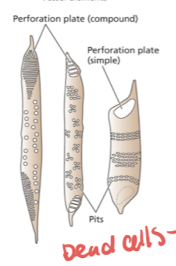 <p><strong>Vessel elements:</strong></p>