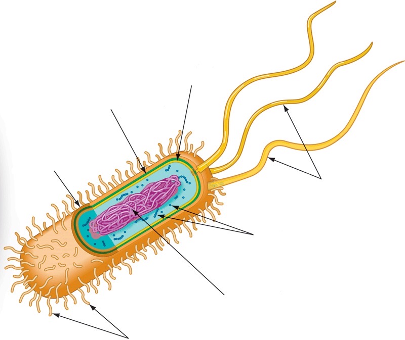 Flagella