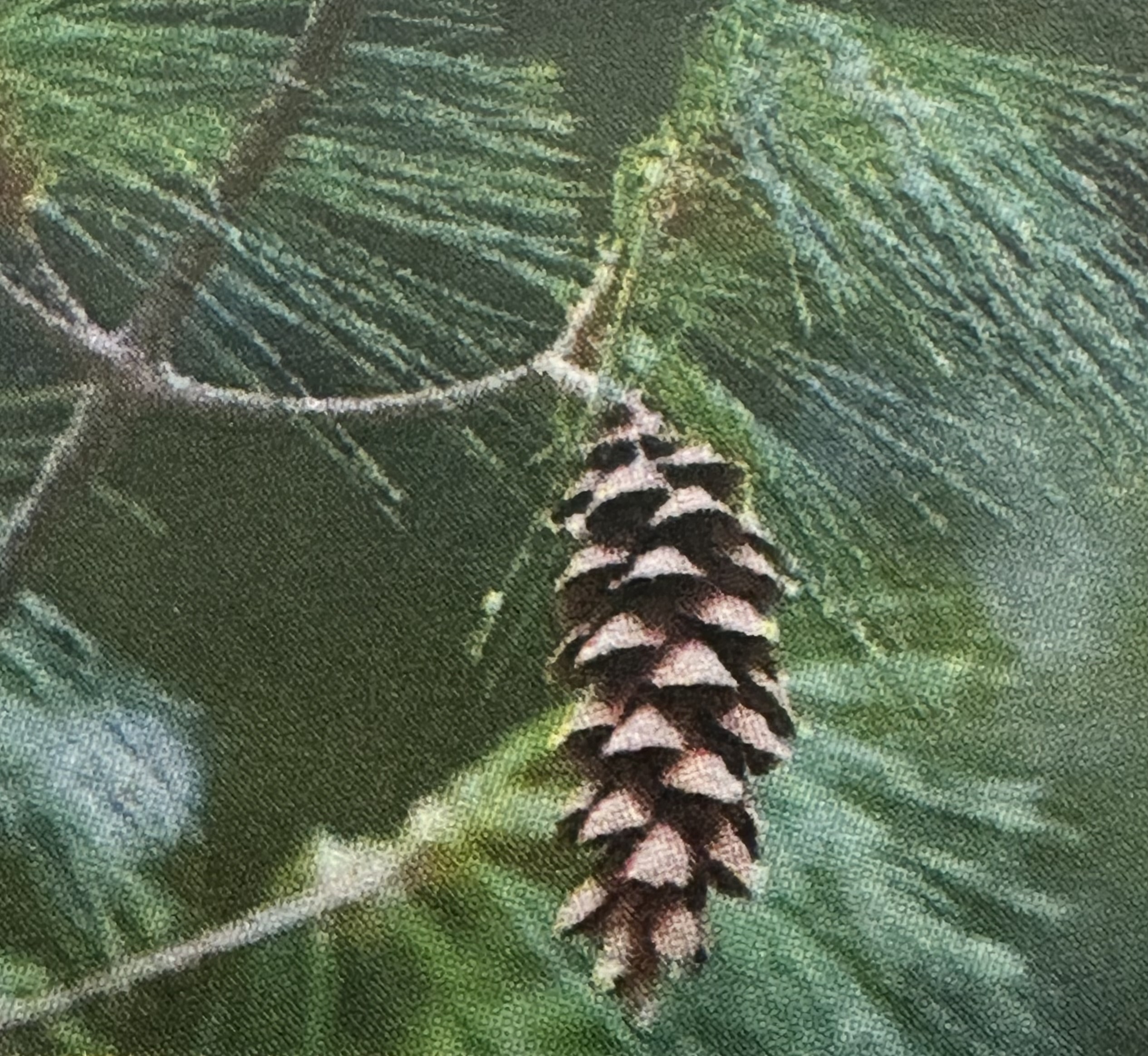 <p>Pinus Strobus</p>