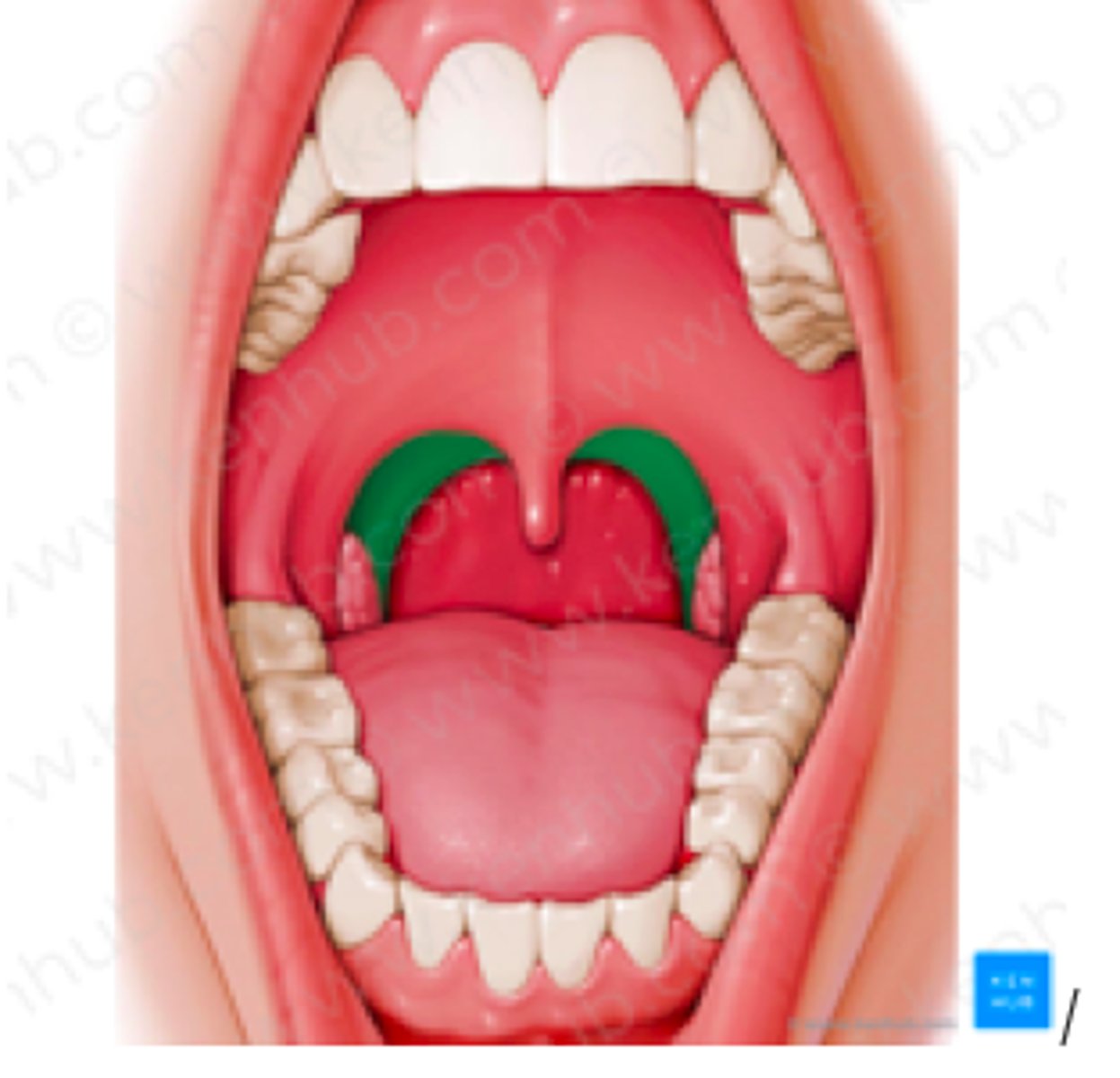 <p>amandelen;</p><p>functie: maken antilichamen aan en helpen bij filteren van ziekteverwekkers</p>