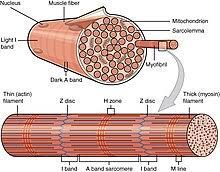 <ul><li><p>Bunches of thick and thin myofilaments  </p></li></ul><p></p><ul><li><p>These myofilaments move past each other to make muscles contract  </p></li></ul>