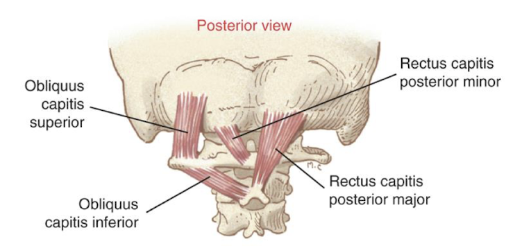 <ul><li><p>Movement of the OA & AA joints independent of the C-spine</p></li><li><p>Proprioception of head/neck & rate of movement</p></li><li><p>sensations needed for balance, equilibrium, and head-eye coordination</p></li></ul><p></p>