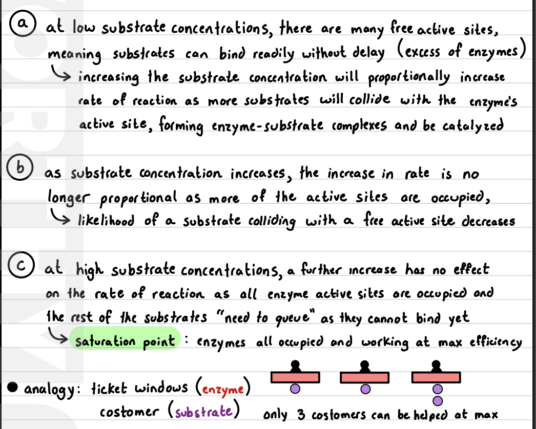<ol><li><p>temperature </p></li><li><p>pH (too acidic or alkaline can cause the protein to denature, changing the shape of the active site)</p></li><li><p>substrate concentration </p></li></ol><p></p>