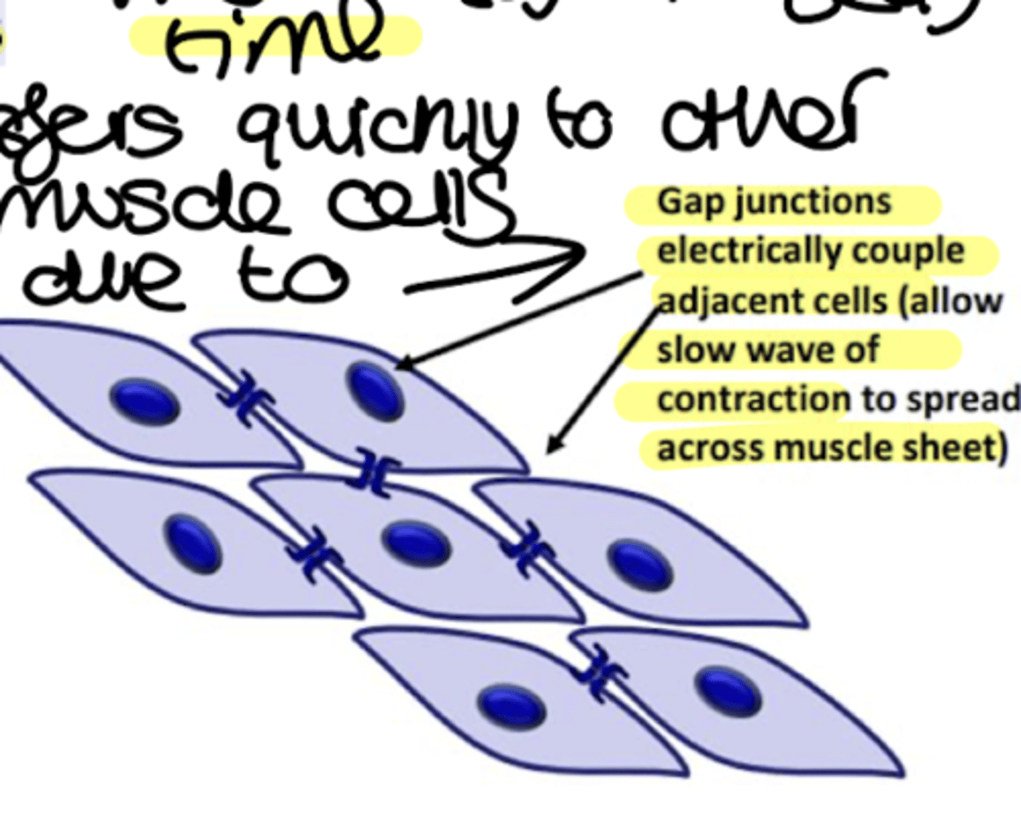 <p>• Adjacent smooth muscle cells are coupled by gap junctions – allow spread of electrical currents from cell to cell forming a functional syncytium; hundreds of cells are depolarized and contract at the same time</p><p>• Spontaneous activity is modulated by:</p><p>a. Intrinsic (enteric) and extrinsic (autonomic) nervous system</p><p>b. Hormones</p><p>Spontaneous electrical activity occurs as slow waves - rhythmic patterns of membrane depolarization and repolarization that spread from cell to cell via gap junctions</p>