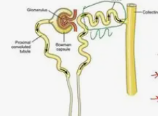 <p>A twisted tube further down, where the kidney fine-tunes what goes back into the blood or stays in the pee.</p>