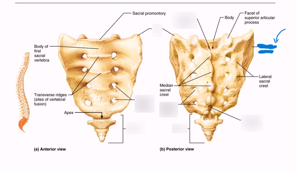 <p>What is this part of the sacrum?</p>