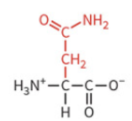 <ul><li><p>polar: uncharged</p></li><li><p>hydrophilic</p></li><li><p>not typically ionized at physiological pH</p></li></ul><p></p>