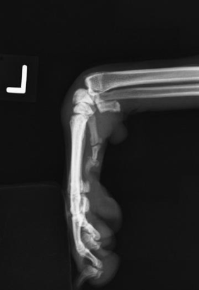 <p>what radiograph view of hte carpal joint is shown?</p>