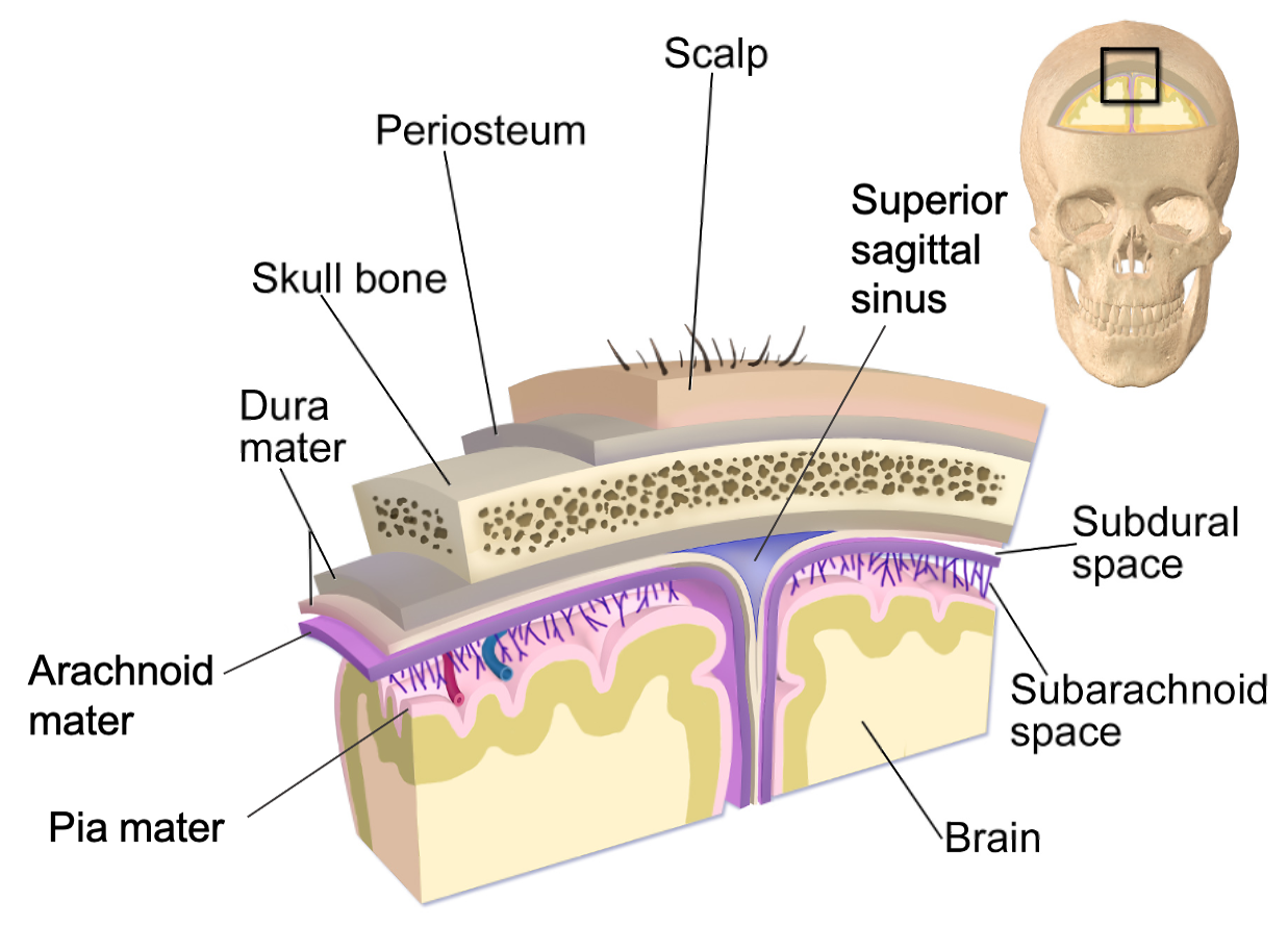 <ul><li><p>Scalp and skin</p></li><li><p>Skull and vertebral column</p></li><li><p>Meninges</p></li><li><p>Cerebrospinal fluid</p></li><li><p>Blood-brain barrier</p></li></ul><p></p>