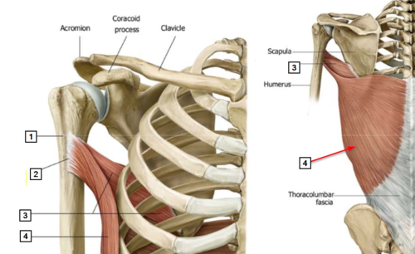 <p>bicipital groove of the humerus</p>