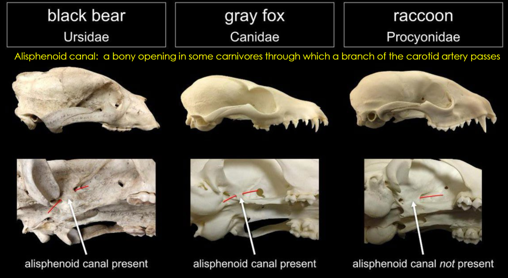 <p>alisphenooid canal</p>