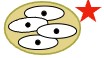 <p>0 sporocysts, 4 sporozoites, monoxenous</p>