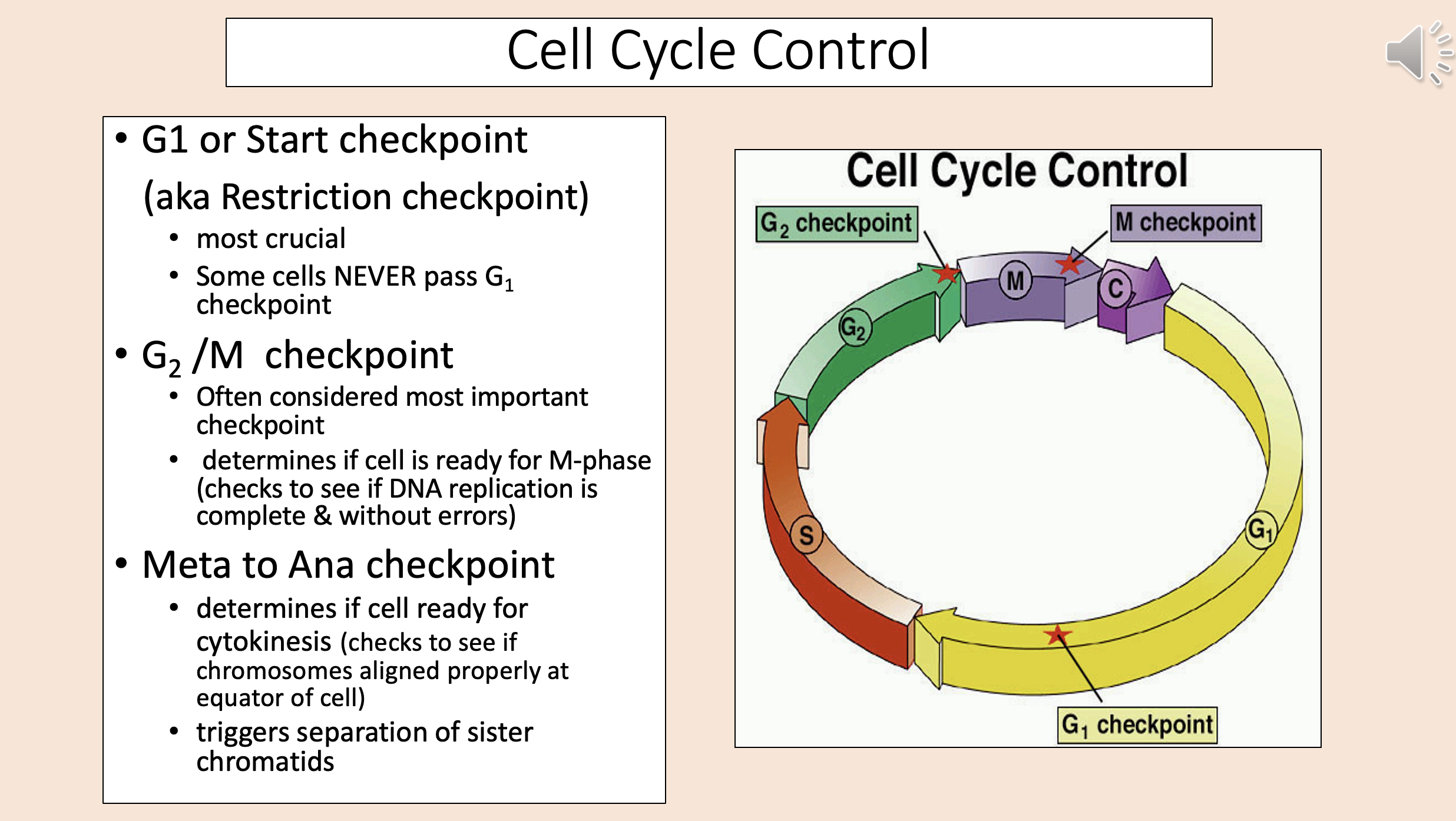 <p>G<sub>2 </sub>M checkpoint</p>