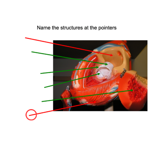 term image