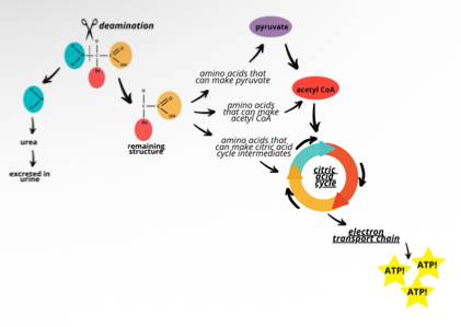 <p>Protein is our last resort ( using common amino acids is wasteful)</p><ul><li><p>While proteins provide 4 kcal/gram, they are a minor sources of energy to the body</p></li><li><p>It is wasteful to deaminate an amino acid so it can be</p><p>metabolized to generate ATP</p><p>– The body prefers to use protein for all its various other functions</p></li></ul><p></p>