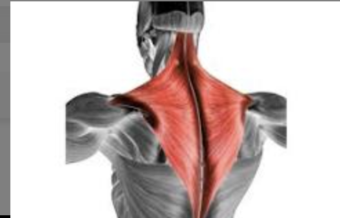 <p>trapezius</p>