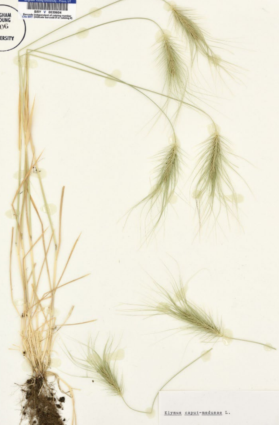 <p>awns are chaotic</p><p>glumes are random and don’t come off in any one direction</p>