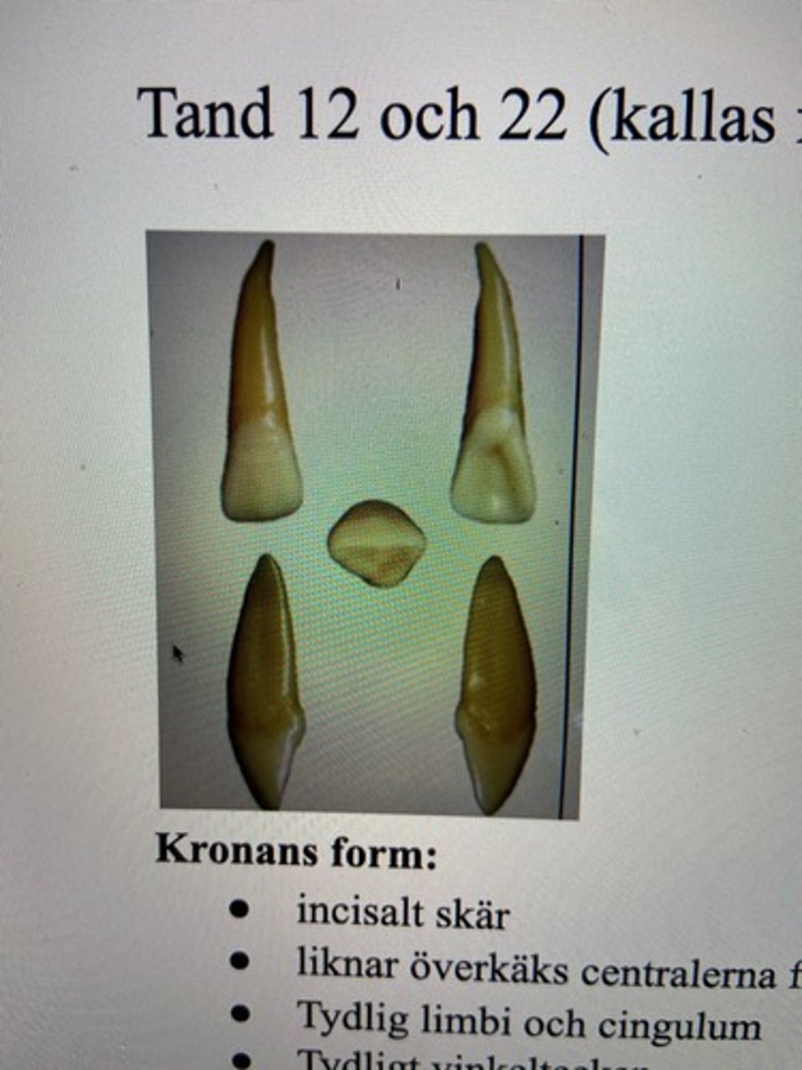 <p><span style="text-decoration:underline">Kronans form</span></p><p>- incisalt skär</p><p>- liknar centralerna i ÖK fast rundare</p><p>- tydlig limbi och cingulum</p><p>- tydligt vinkeltecken</p><p>- oftast böjningstecken</p><p></p><p><span style="text-decoration:underline">Storlek</span></p><p>- Kortare och smalare krona än överkäkscentralerna</p><p>- Smalare rot</p>