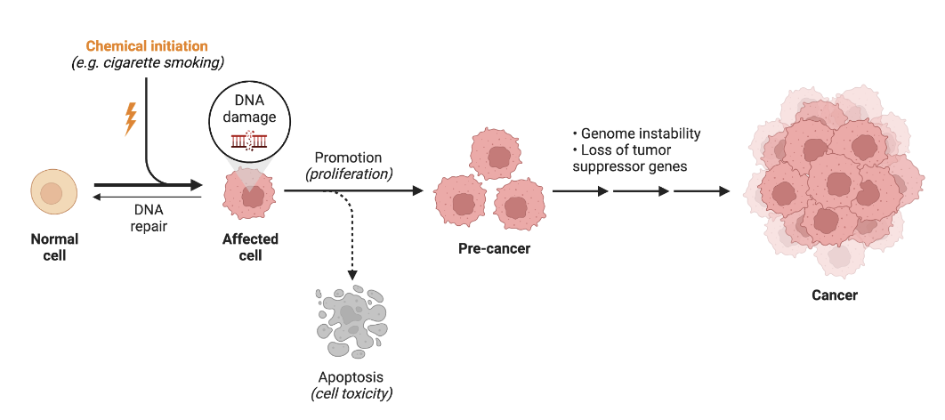 <ul><li><p>chemical initiation causes DNA damage —&gt; mutated/affected cell</p><ul><li><p>DNA damage is greater than DNA repair</p></li></ul></li><li><p>muted cells proliferate more than p53 (tumor suppressors) can cause apoptosis of the mutated cells</p></li><li><p>pre-cancer —&gt; progresses into cancer</p></li></ul><p></p>