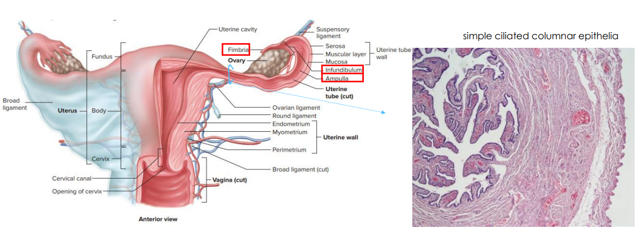 <p>- aka oviduct or fallopian tube</p><p>- not directly connected, ovary sits embedded within fimbria (finger like extensions. these beat and allow movement of ovulated oocyte into oviduct)</p><p>- leads to infundibulum and ampulla and through the tubes</p><p>- the lining of the oviduct is simple ciliated columnar epithelia</p><p>- the cilia push the oocyte towards uterus</p>