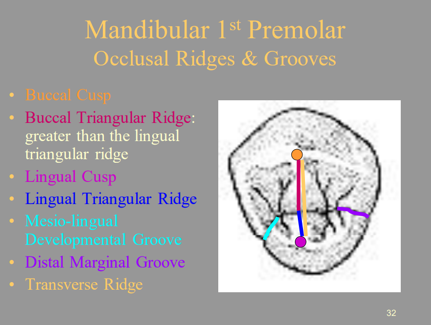 <ul><li><p>1 (Orange) = Buccal Cusp</p></li><li><p>2 (Burgundy) = Buccal Triangular Ridge</p></li><li><p>3 (Hot Pink) = Lingual Cusp</p></li><li><p><span style="color: blue">4 = Lingual Triangular Ridge</span></p></li><li><p>5 (Light Blue) = Mesio-lingual Developmental Groove</p></li><li><p><span style="color: purple">6 = Distal Marginal Groove</span></p></li><li><p><span style="color: yellow">7 = Transverse Ridge</span></p></li></ul>