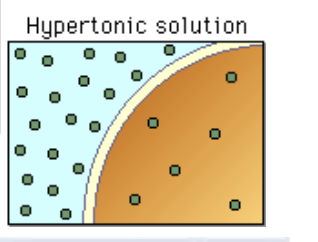 <p>hypertonic solution </p>