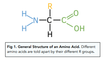 <ul><li><p>NH3-amino group</p></li><li><p>COOH- carboxyl group</p></li><li><p>hydrogen atom</p></li><li><p>R group</p></li></ul><p></p>