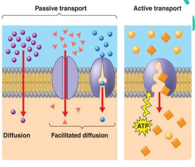 <p>A cell uses a transport protein to move a concentration substance against its gradient from where it is less concentrated to where it is more concentrated • Sodium-Potassium Pump</p>