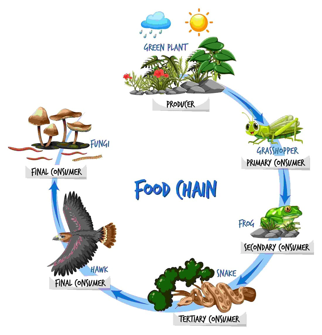 <p>A hierarchical series of organisms each dependent on the next as a source of food.</p>