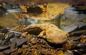 <p>Hellbender</p>