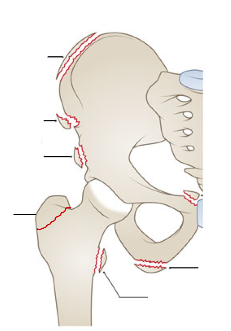 <p>label the landmark and what muscles attach here.</p>
