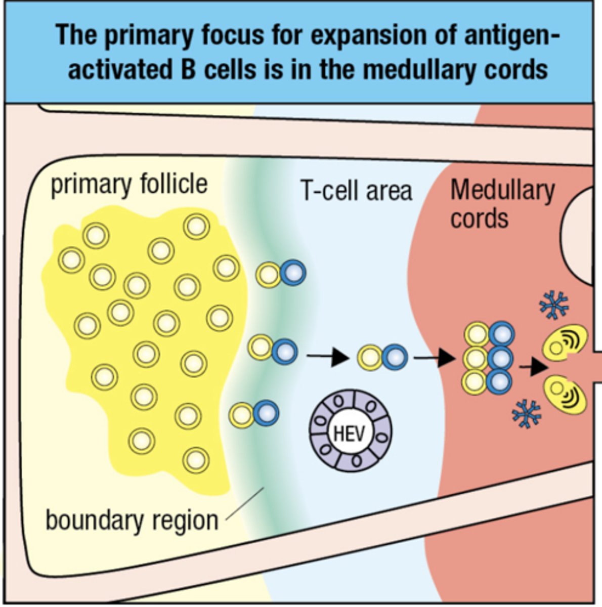 <p>plasma cells secreting IgM</p>