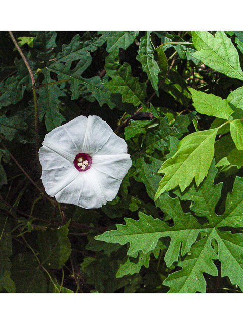 <p>Merrema dissecta</p><p>(Morning Glory)</p><p></p>