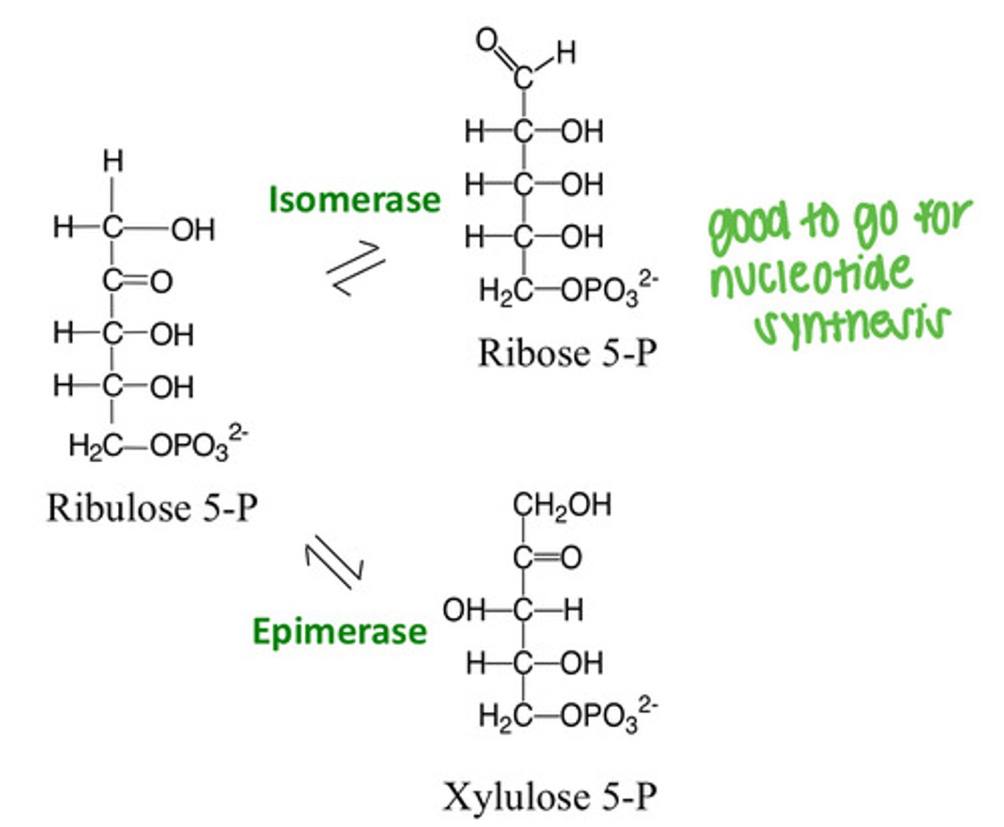 <p>Pentoses are interconverted</p>