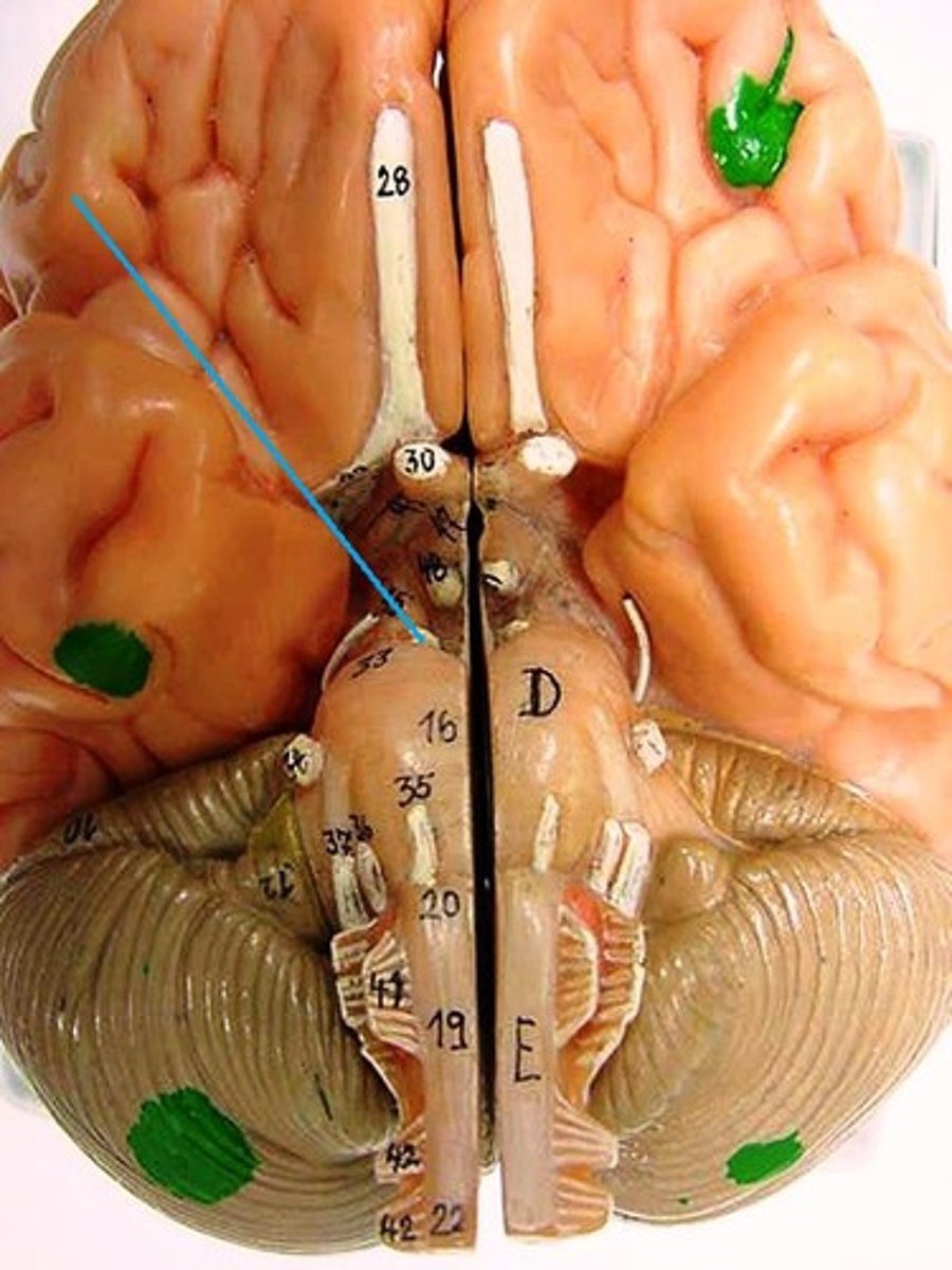 <p>motor, eye movement, pupil constriction, lens shape</p>
