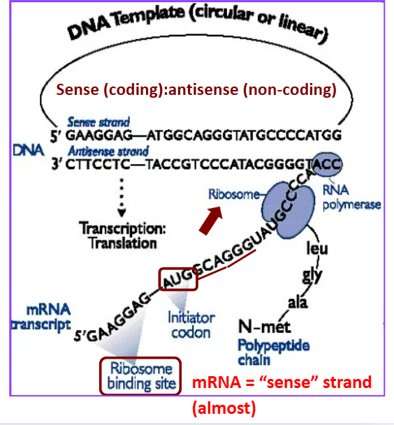 <p><strong><u>Transcription</u></strong> and <strong><u>translation</u></strong> are ______ in prokaryotes</p>