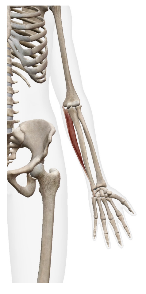 <p>Flexor Cari Unaris (flexor)</p><p>Origin</p><ul><li><p>Humeral head: medial epicondyle of humerous</p></li><li><p>Ulnar head: olecranon process and proximal posterior ulna</p></li></ul><p>Insertion</p><ul><li><p>phusiphorm</p></li><li><p>hok of hamate</p></li><li><p>base of 5th metacrale</p></li></ul><p></p>