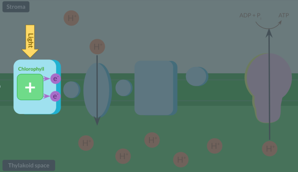 <p><span><em>When light hits a leaf, chlorophyll absorbs the light. Light energy is transferred to electrons within chlorophyll, which are said to be in an excited state. After the electrons gain energy, they leave chlorophyll. Therefore, chlorophyll becomes positively charged as it is oxidised. This process is known as photoionisation.</em></span></p><p></p>