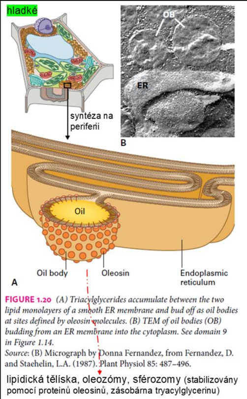 <p><span>Tuková tělíska, která vznikají odškrcením z membrány </span><strong><span>hladkého ER</span></strong><span>. Skladují triacylglyceroly (oleje).</span></p>